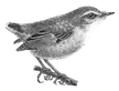 Titipounamu or rifleman bird